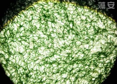 螺旋藻對于患有便秘的人,具有奇效