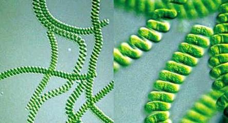 用好螺旋藻,提高抗病能力、減皺、潤膚,延緩衰老!