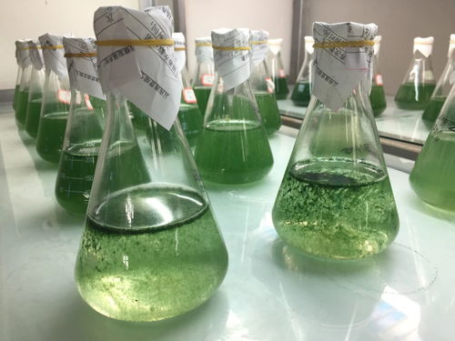 藍(lán)鉆生物螺旋藻生意的敗落