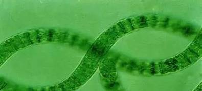 螺旋藻到底有沒有副作用？天然螺旋藻的全面解析